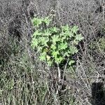 Malva arborea 整株植物