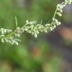 Artemisia montana Flor
