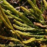 Lycopodium × oellgaardii Habit