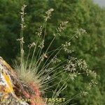 Festuca pallens Habitus