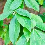 Cornus capitata Folha