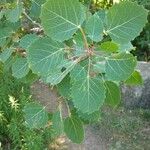 Populus grandidentata Lubje