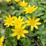 Ranunculus ficariaFlower