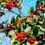 Crataegus persimilis Фрукт