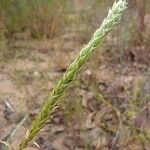 Corispermum americanum