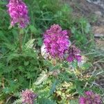 Pedicularis verticillataFlower