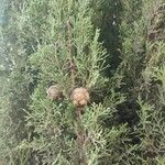 Cupressus sempervirensList