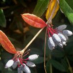 Berberis julianae Frucht