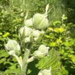 Rubus nemorosus Flower