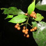 Ixora nicaraguensis Gyümölcs