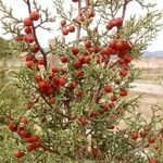 Juniperus phoenicea Fruit