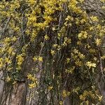 Jasminum nudiflorum Habit