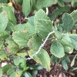 Spiraea douglasii Blad