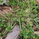 Trifolium suffocatum Λουλούδι