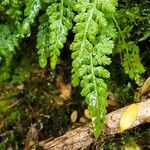 Asplenium fontanum Folio