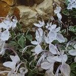 Teucrium aroanium