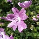 Malva moschata花