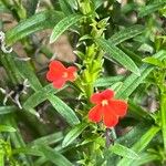 Striga asiatica Leaf