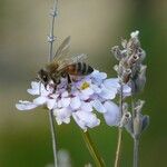 Iberis linifolia Bloem