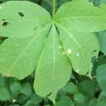 Distimake aegyptius पत्ता