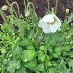 Papaver nudicaule Habitus