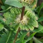 Lamium amplexicaule Folha