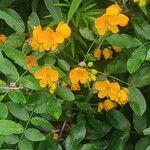 Senna bicapsularis 花