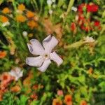 Silene undulata Fleur