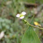 Alisma lanceolatum Flower