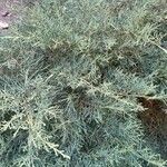 Juniperus horizontalis Leaf