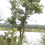 Markhamia obtusifolia عادت