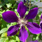 Clematis viticella Цветок