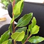 Rhamnus alaternus Lehti