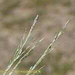 Eragrostis pilosa Otro