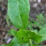 Mummenhoffia alliacea Blad