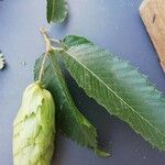 Carpinus japonica Fruit