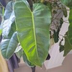 Philodendron quinquenervium Leht