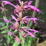 Agastache mexicana Кветка