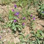 Echium plantagineumफूल