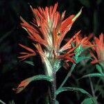 Castilleja miniata Çiçek