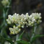 Pseudognaphalium biolettii Flor