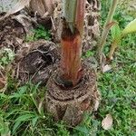 Musa acuminata Bark