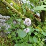 Mentha aquatica অভ্যাস