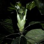 Oreopanax nymphaeifolius Corteza