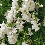 Exochorda racemosa Flower