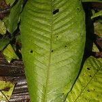 Amphidasya longicalycina ഇല