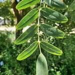 Tipuana tipu Leaf