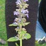 Ajuga reptansFlower