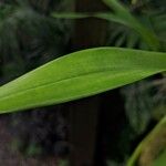 Oncidium sphacelatum Leaf