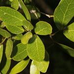 Pithecellobium lanceolatum Leaf